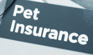 Pet Insurance